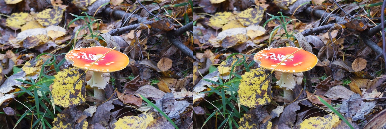 vr �������