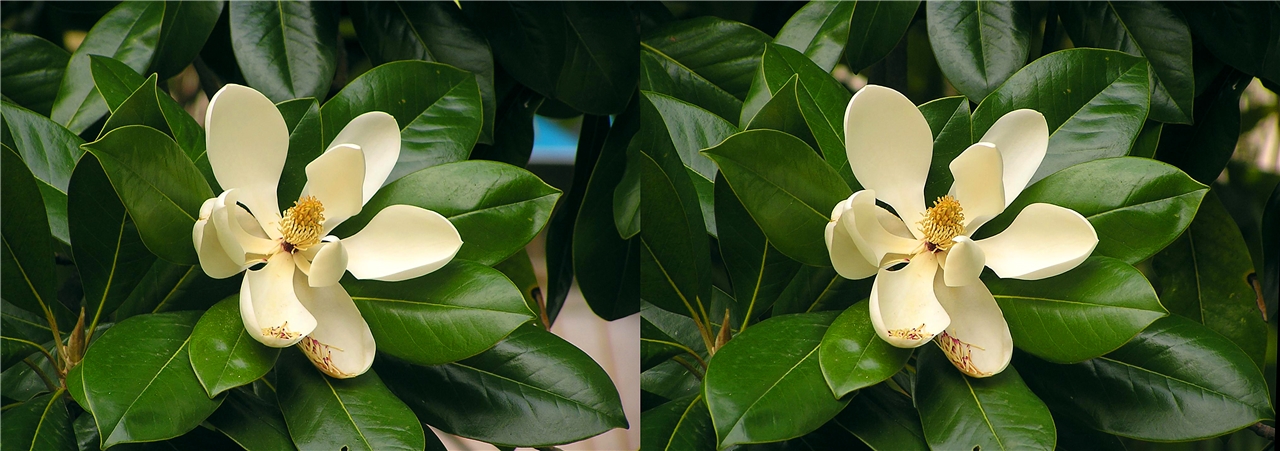 vr ��������