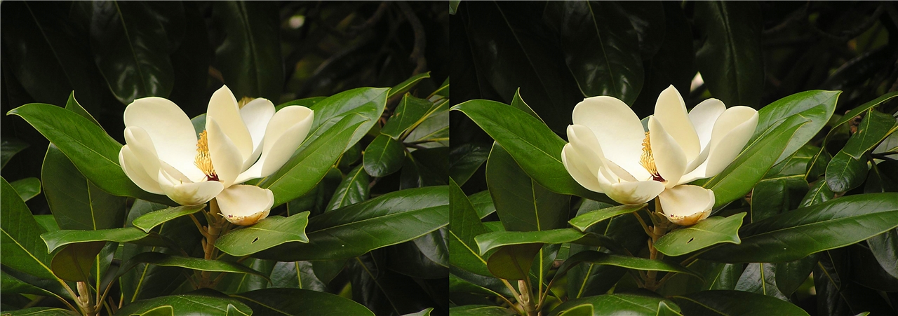 �������� vr